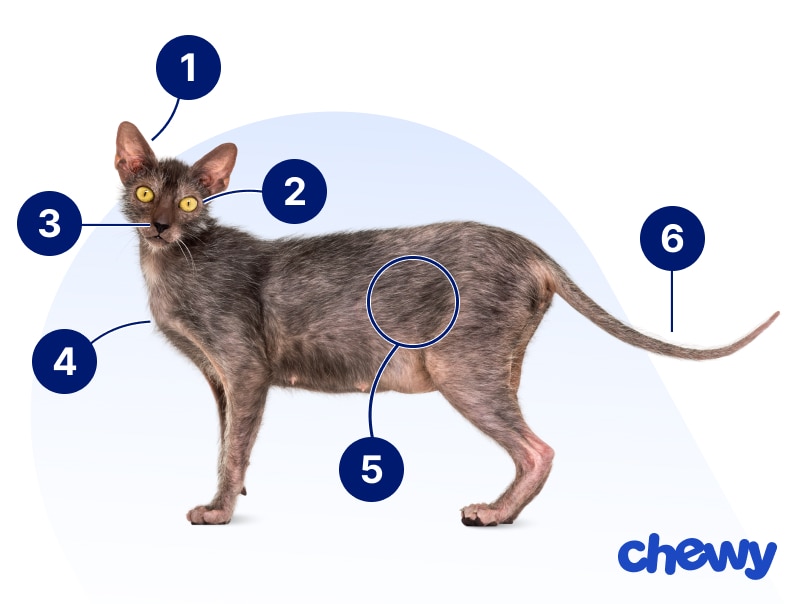 Photo of a Lykoi
