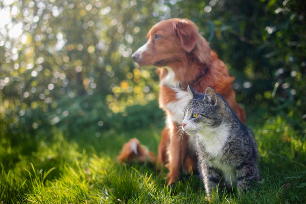 summer safety tips for pets; a cat and dog sit on a lawn together.