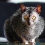 A gray Lykoi cat loafing and staring straight into the camera
