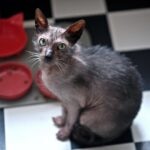 Gray Lykoi cat sitting on a checkered tile floor