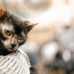 A close-up of a Lykoi cat being held