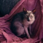 A Lykoi cat sitting on a burgundy blanket