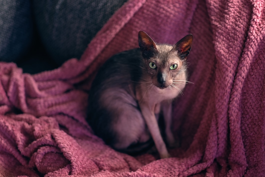 A Lykoi, a hairless cat breed, sitting on a burgundy blanket