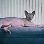 A Lykoi cat lounging long