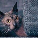 Close-up of a Lykoi cat looking around a corner