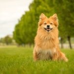 A red German Spitz sitting in a park