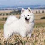 A white German Spitz standing in a field
