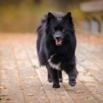 A black German Spitz walking outdoors on a brick path