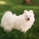 A wite German Spitz view from the side as he stands in grass