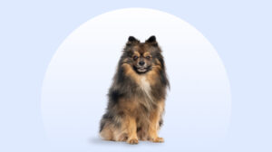 German Spitz