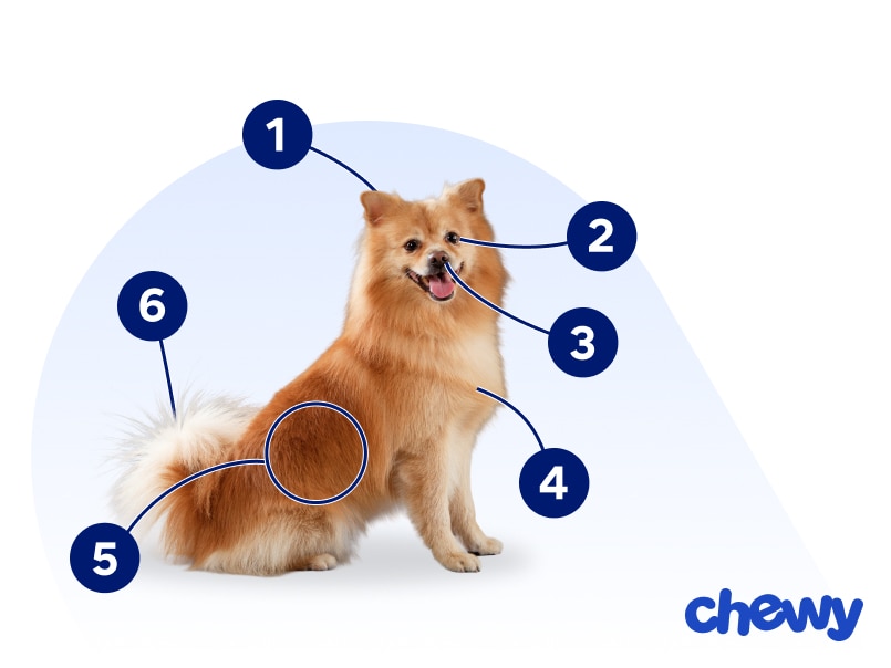 Photo of a German Spitz