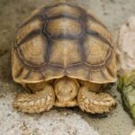 Sulcata Tortoise Care Sheet