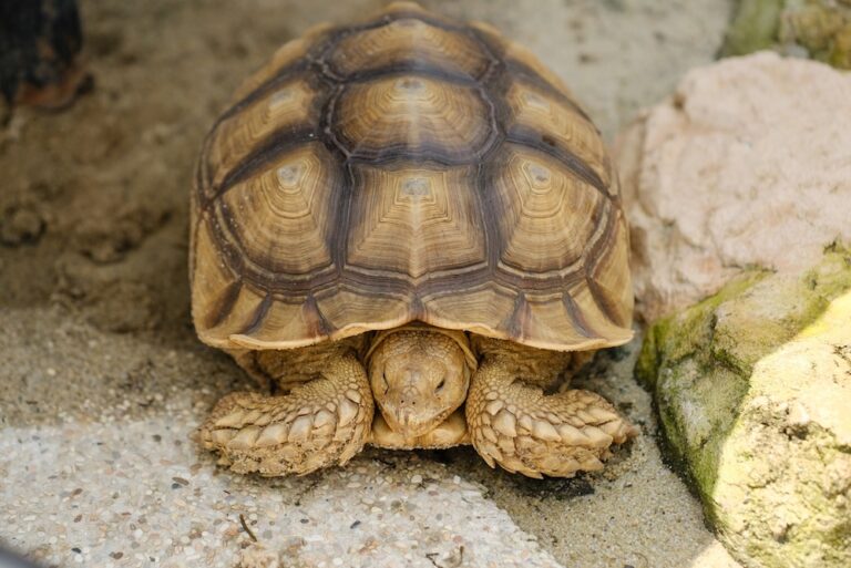 Sulcata tortoise walking around enclosure