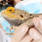 Yellow Fungus Disease in Bearded Dragons