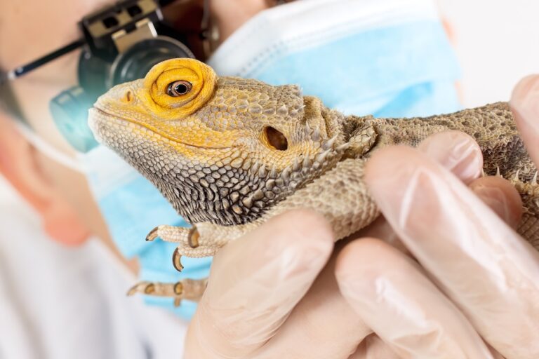 Bearded dragon close being examined by a vet