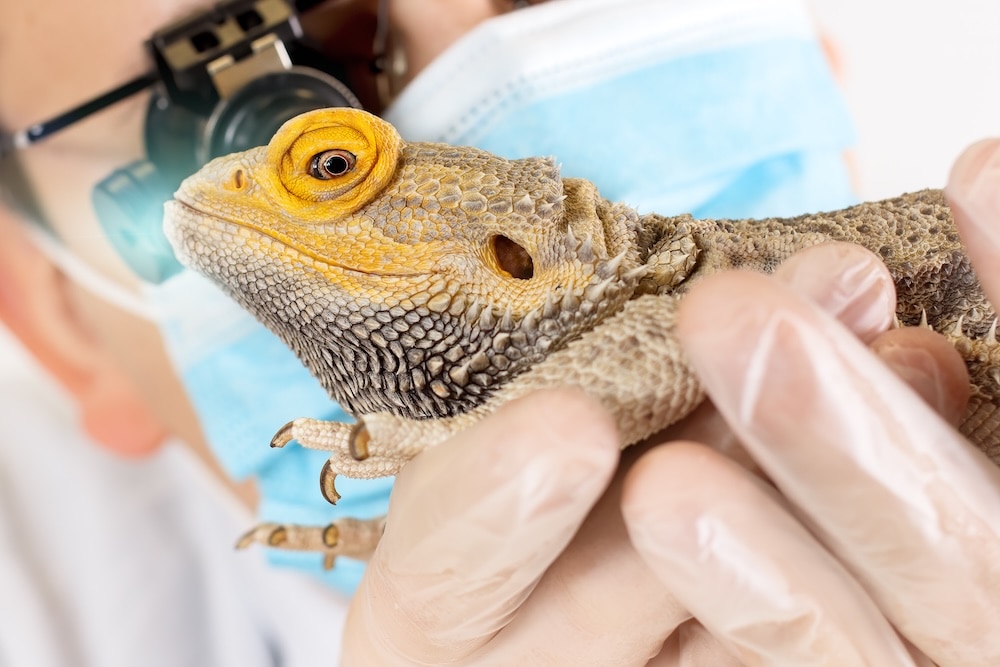 Bearded dragon close being examined by a vet