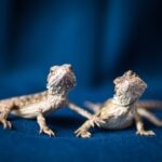 How To Tell a Bearded Dragon’s Age