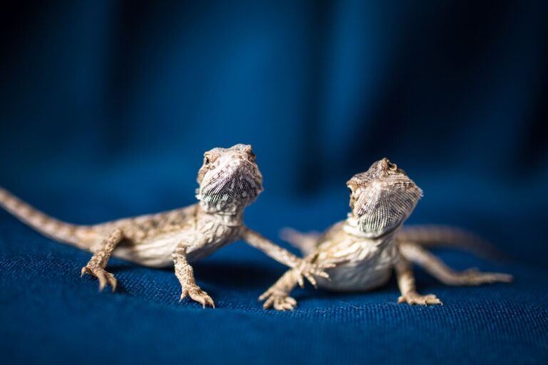 two baby bearded dragons on blue fabric