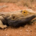 Why Is My Bearded Dragon’s Beard Black?