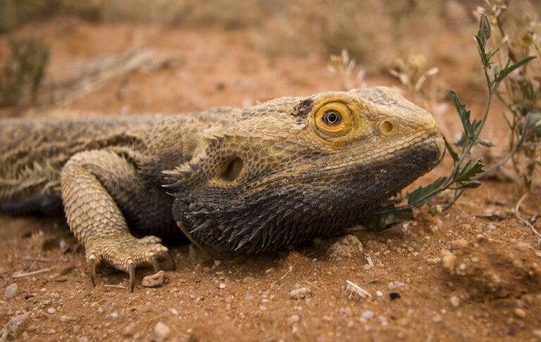 Bearded dragon with black beard