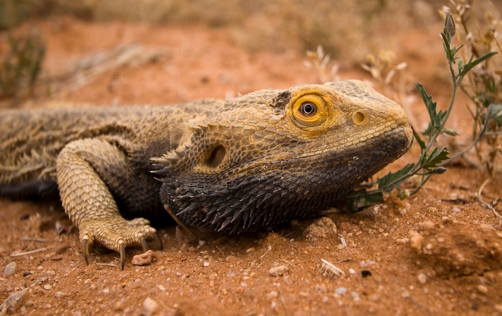 Bearded dragon with black beard