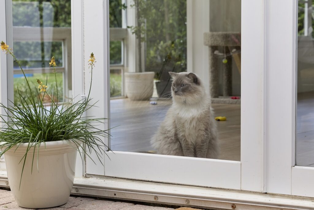 A fluffy cat looks out of a window. Learn if cats like being alone.