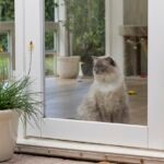 Do Cats Like Being Alone?