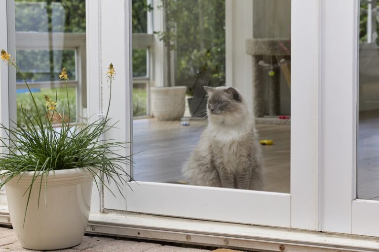 A fluffy cat looks out of a window. Learn if cats like being alone.