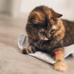 Are Laser Pointers Bad for Cats?
