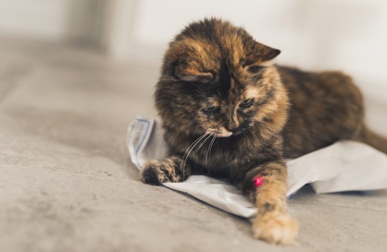 A tortoiseshell cat playing with a laser light