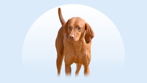 Redbone Coonhound