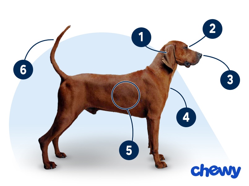 Photo of a Redbone Coonhound