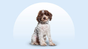 Lagotto Romagnolo