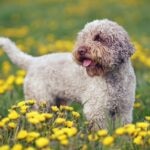 A white Lagotto Romagnolo dog in a field of yellow flowers
