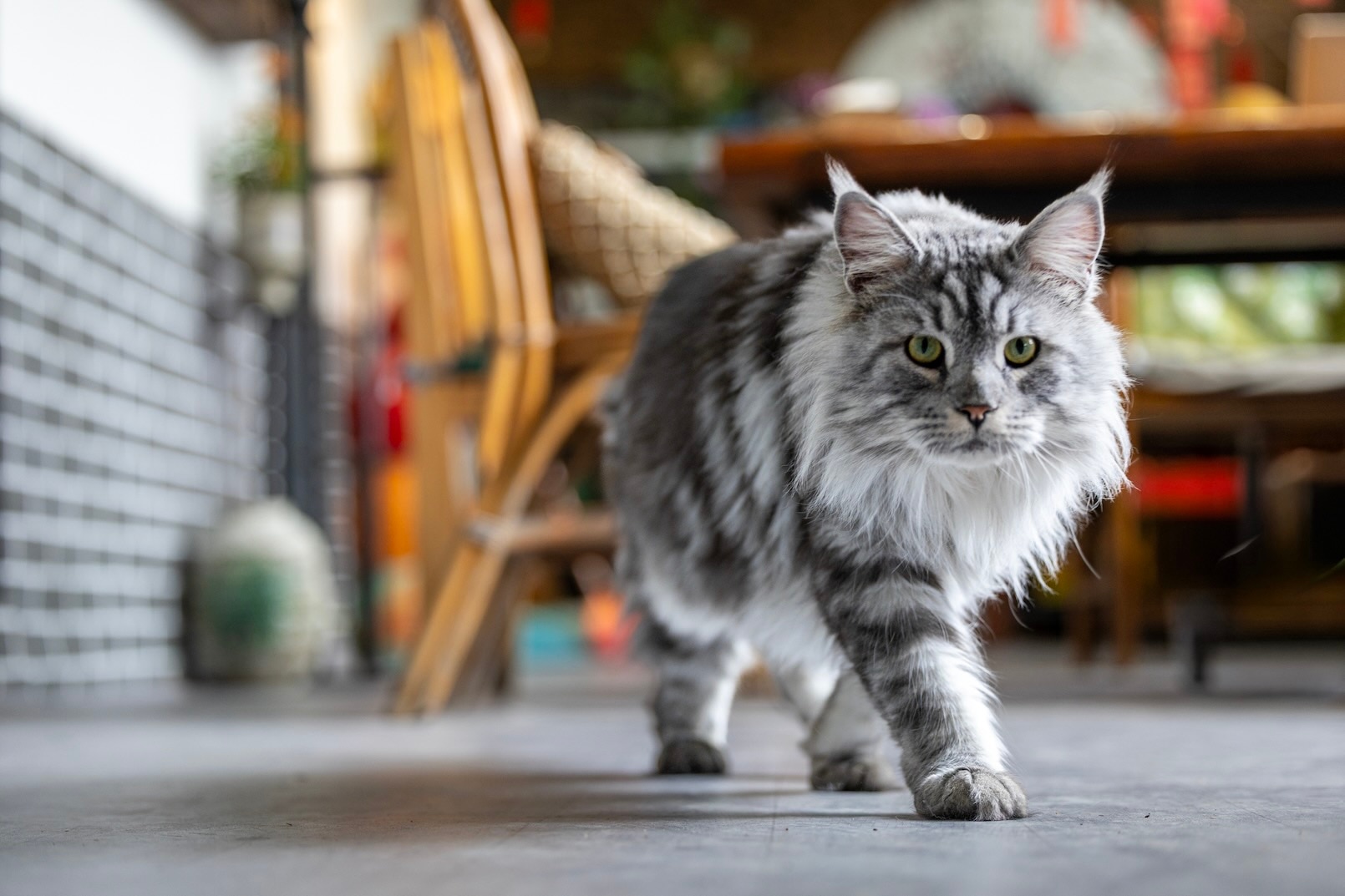 A gray cat, the Maine Coon, walking across the kitchen floor