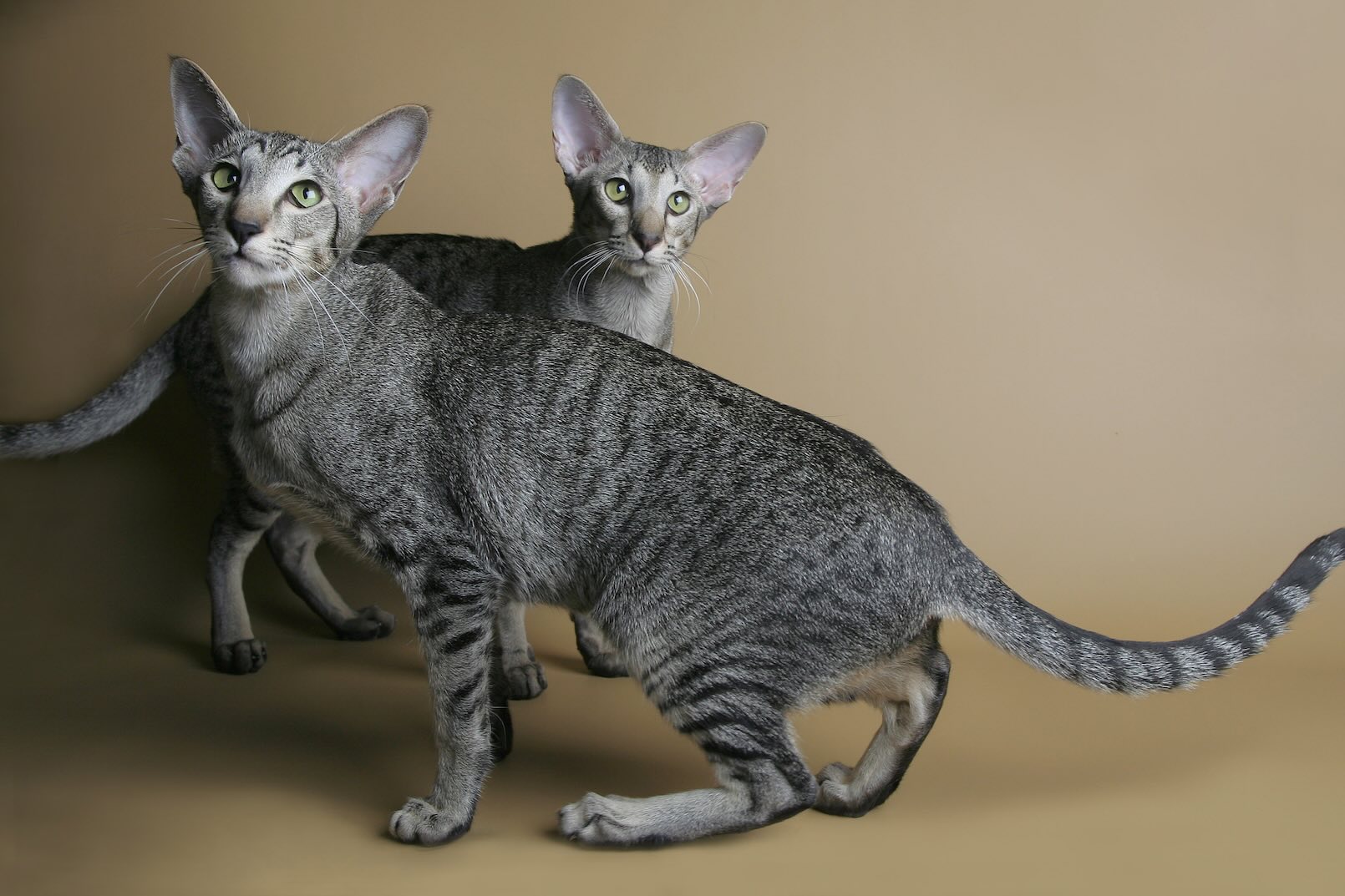 Two gray tabby Oriental Shorthair cats
