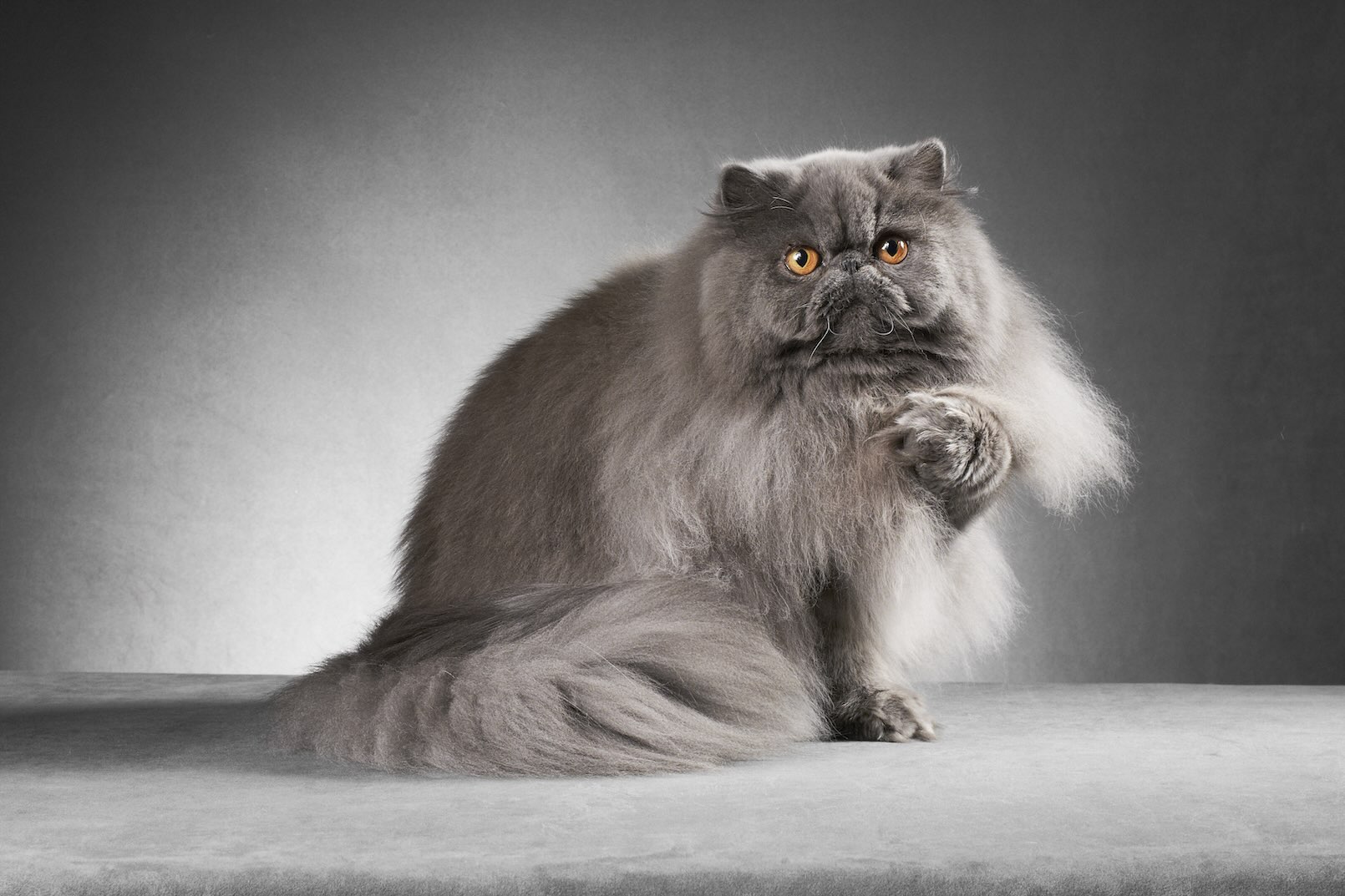 A gray Persian cat sitting on a gray background