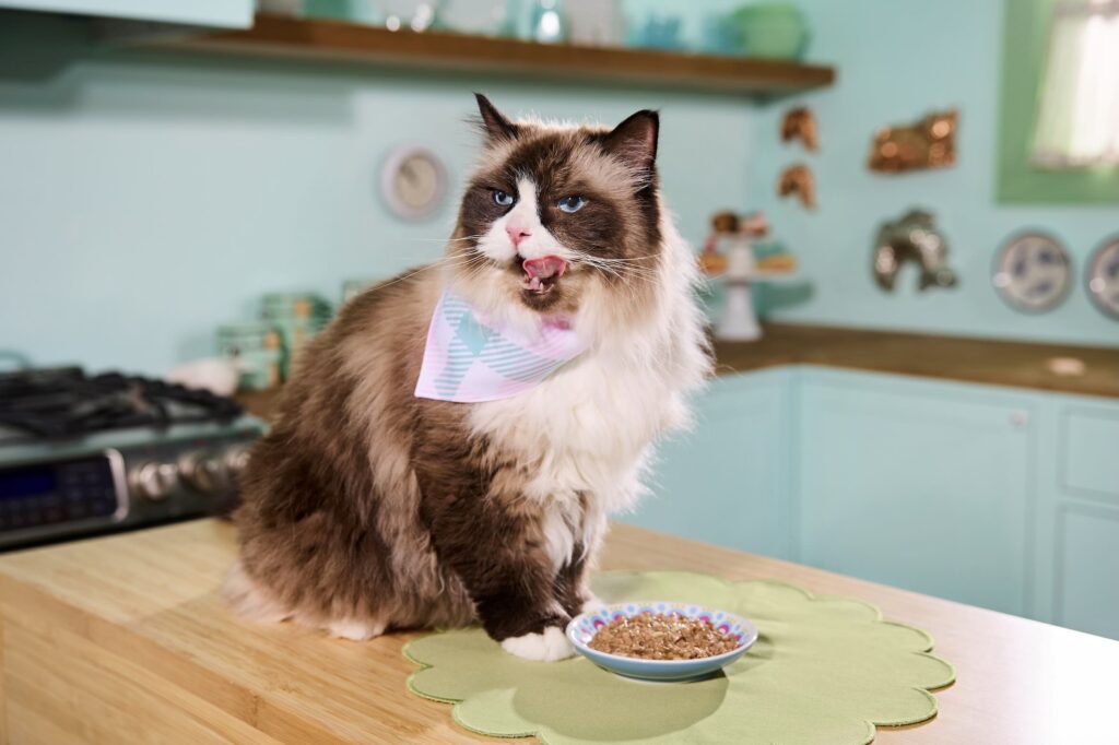 what thanksgiving food can cats eat: A fluffy white and brown cat sits on a table in the kitchen with a small blue plate of food.