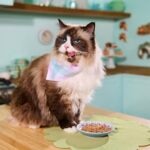 What Thanksgiving Foods Can Cats Eat?