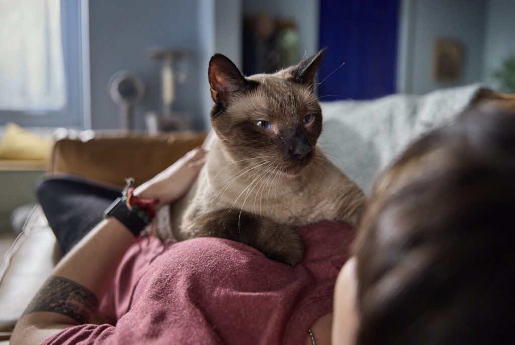 why does my cat lie on my chest: a Siamese cat lies on his person’s chest while they rest on the sofa together.