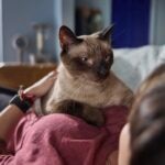 Why Does My Cat Lie on My Chest? Is This Normal?