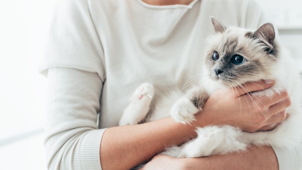 A woman cradling a Birman Cat like a baby