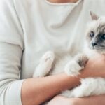 12 of the Cutest Cat Breeds in the World