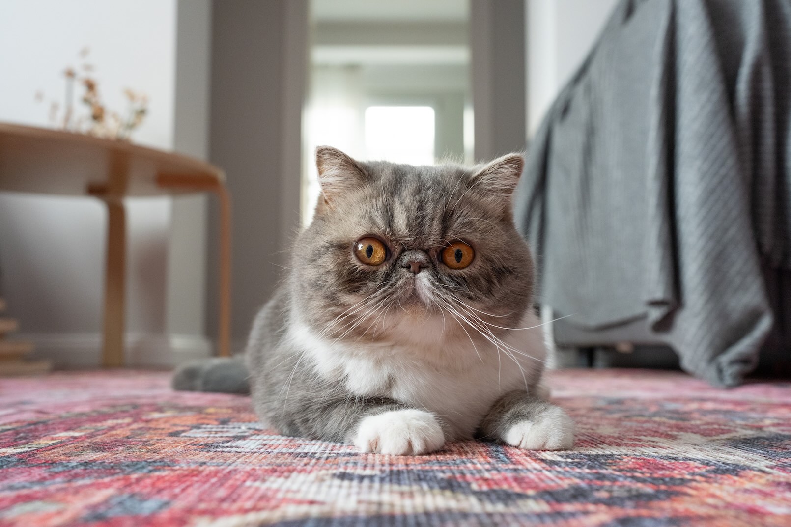 A cute cat breed, the Exotic Shorthair, lying on carpet
