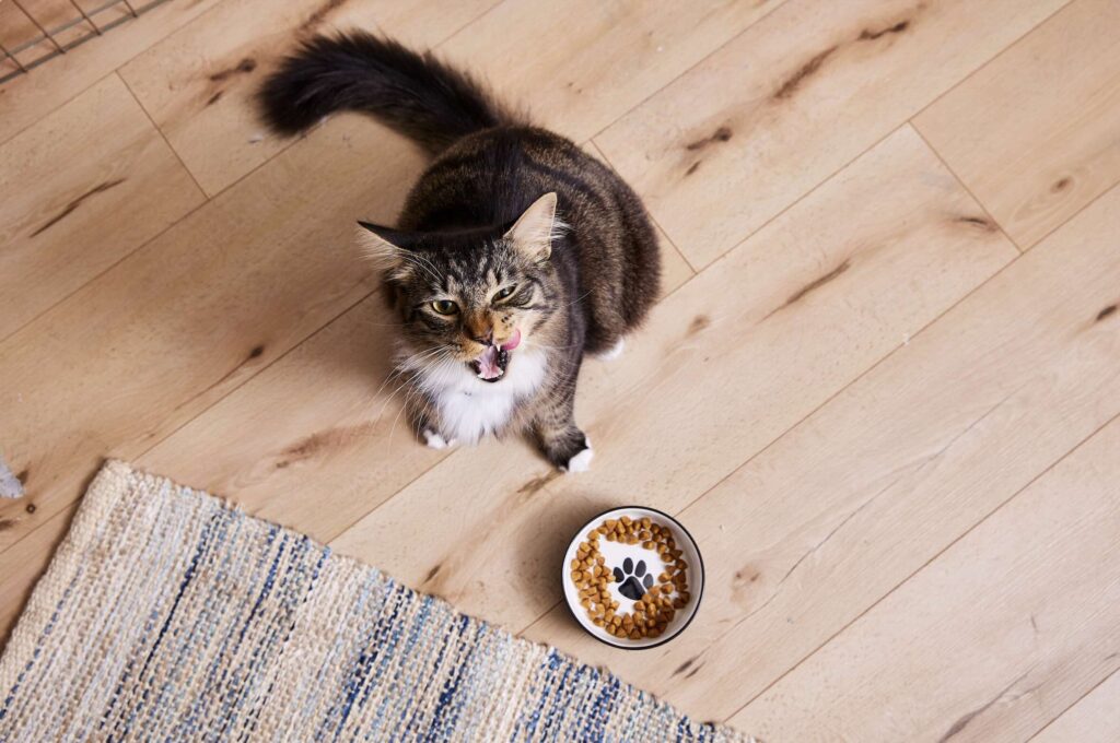 A brown and white tabby cat sits in front of a bowl of kibble staring up at the camera with his mouth open.