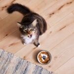 What Is Renal Cat Food? What To Know for Your Cat’s Health