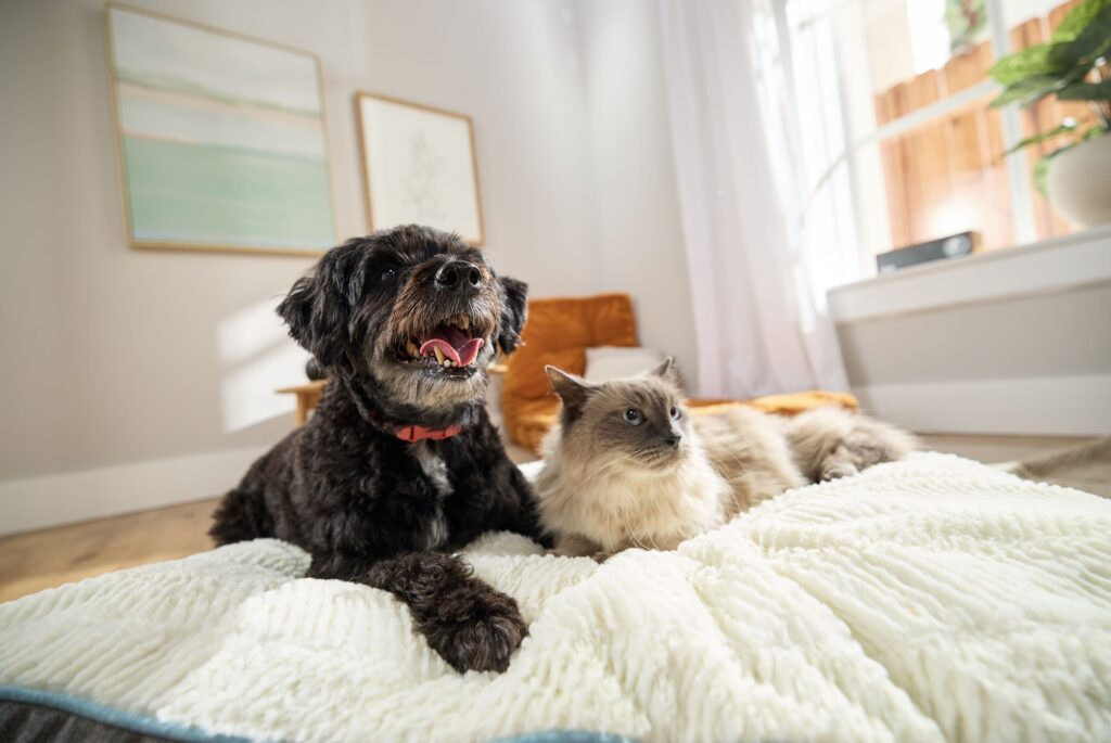 bone broth recipe for dogs and cats: A fluffy black dog and a long-haired gray cat are lying together on a soft, white blanket in a bright and cozy living room.