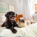 Make This Yummy Bone Broth Recipe for Dogs or Cats