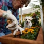 20 Most Common Plants Poisonous to Dogs