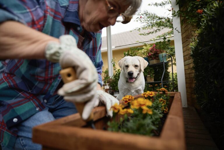 20 most common plants poisonous to dogs: A yellow Labrador Retriever sits in a garden while a person tends to flowers in a raised planter.